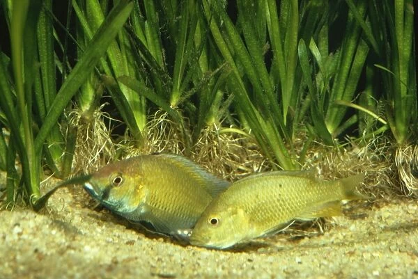 Lake Malawi Cichlid Fish - spawning - female picks up eggs from scrape (nest)