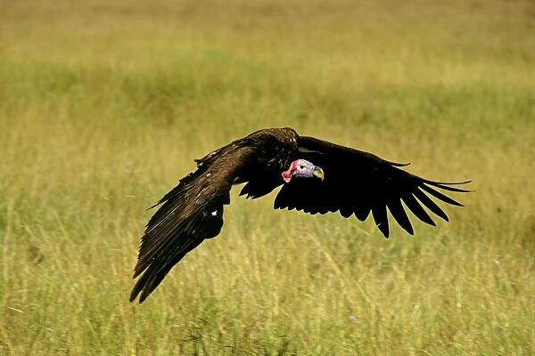 Lappet-faced Vulture - in flight - Masai Mara National Reserve - Kenya JFL12584