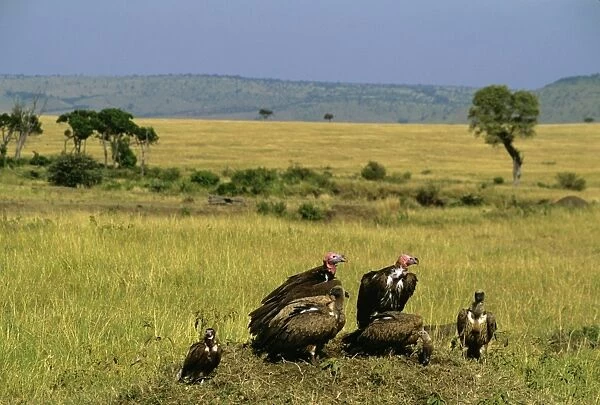 Lappet-faced Vulture - group on ground - Masai Mara National Reserve - Kenya JFL12593