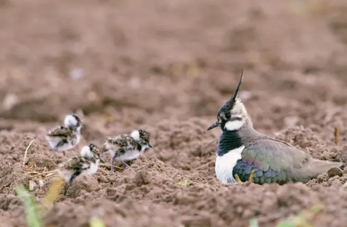 Framed Print : Lapwing Print - Vanellus vanellus with chicks in soil Framed Print : Lapwing Print - Vanellus vanellus with chicks in soil