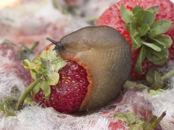 Large Black Slug - orange form - on mouldy strawberries - UK
