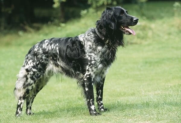 Large Munsterlander Dog