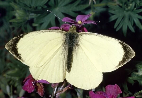 Large White Butterfly - male Distribution: UK & Ireland. Occurs throughout Europe & North Africa & extends across Asia to Himalayas