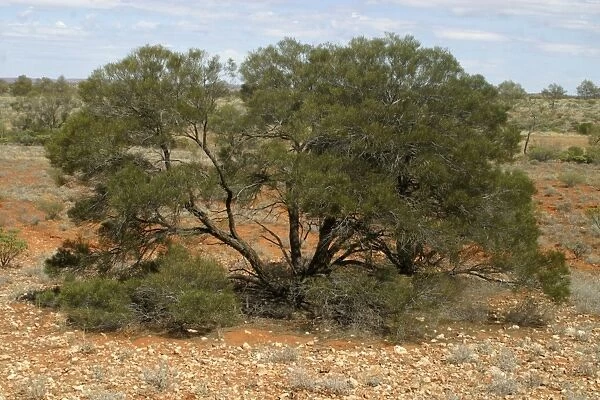 Latz's Wattle A rare and endangered wattle Near Henbury Station, Alice Springs, Northern Territory, Australia