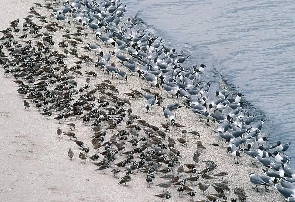Laughing Gulls - & Shorebirds eating Horseshoe Crab eggs. Delaware Bay, USA