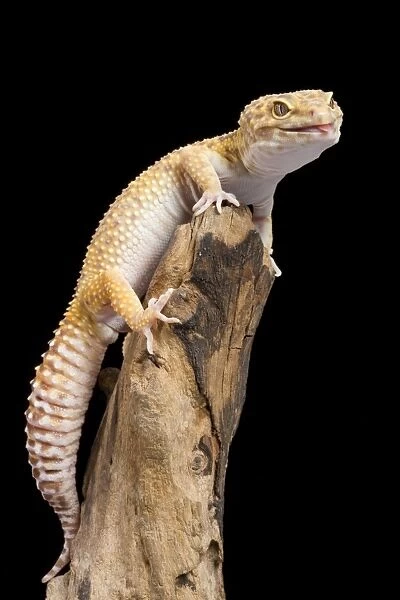 Leopard Gecko - Albino mutation - sticking tongue out - Middle East - India