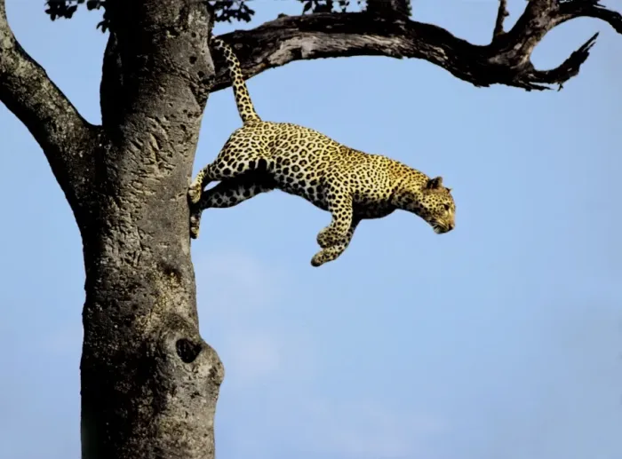 Framed Print : Leopard Print - Tree Jumping Scene Framed Print : Leopard Print - Tree Jumping Scene