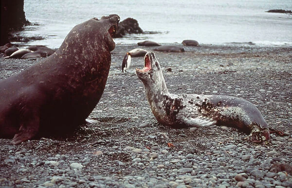 Leopard Seal - & Southern Elephant Seal (Mirounga) fighting