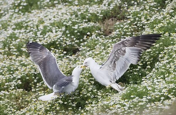 Lesser Black Backed Gull - adult feeding youngster - Skomer - UK
