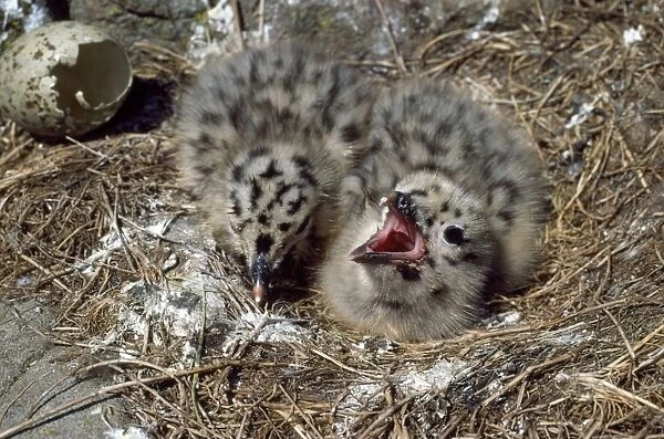 Lesser Black-backed Gull - young in nest