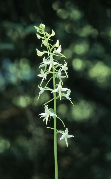 Lesser Butterfly Orchid - rare in UK. status vulnerable