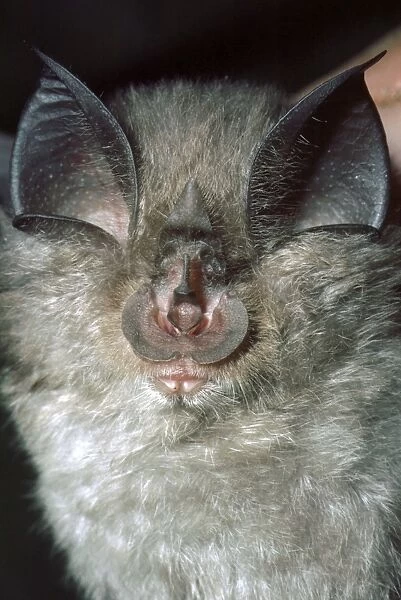 Lesser Horseshoe Bat - showing nose leaf - found in cave areas of England and Wales - also Europe and Africa
