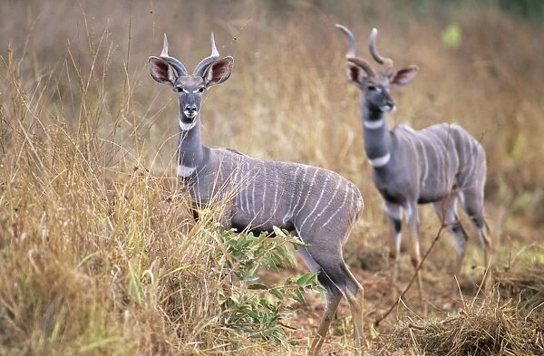 Lesser Kudu - two animals in long grass - Kenya JFL03180