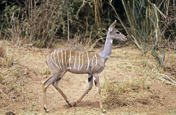 Lesser Kudu - Kenya JFL04591
