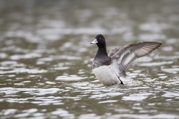 Lesser Scaup - drake flapping wings - winter - Cornwall - UK