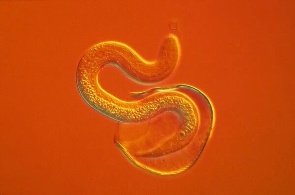 Light Micrograph - a roundworm hatching from its egg against an orange background. CHI0515