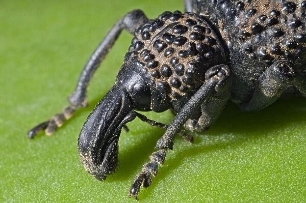 Lily Weevil - ground dwelling beetle feeding on foliage of various plants including Aloes - Endemic to Eastern Cape - Grahamstown - Eastern Cape - South Africa