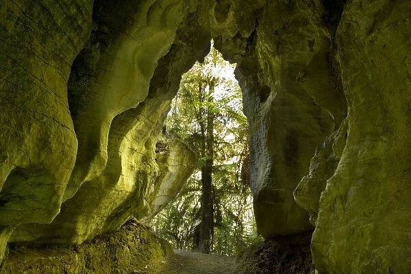 Limestone Tunnel a narrow path leads through a cave-like tunnel of limestone Ruakuri Bush and Scenic Reserve, Waitomo, King Country, North Island, New Zealand