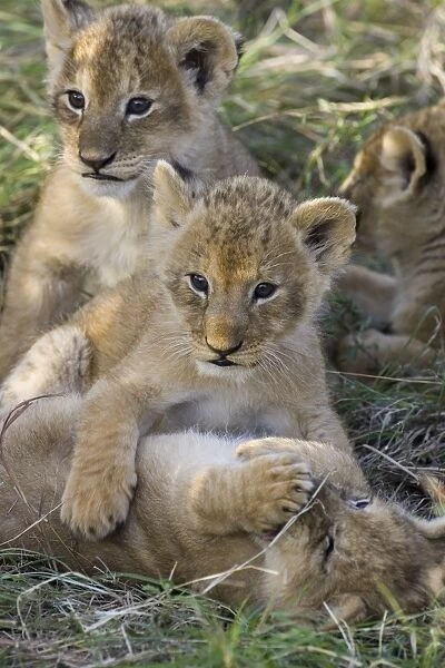 Lion - 4 week old cubs playing - Masai Mara Reserve - Kenya