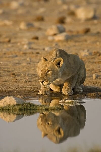 Lion Lioness crouching beside a water hole Etosha National Park, Namibia, Africa