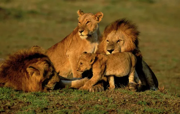 Lion Pride. Maasai Mara, Kenya, Africa