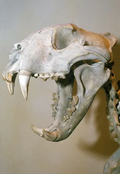 Framed Print : Lion Skull Print