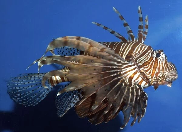 Lionfish  /  Dragonfish- common on shallow coral reefs Indo-Pacific