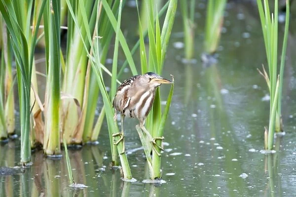 Little Bittern - female on reeds - Lesvos