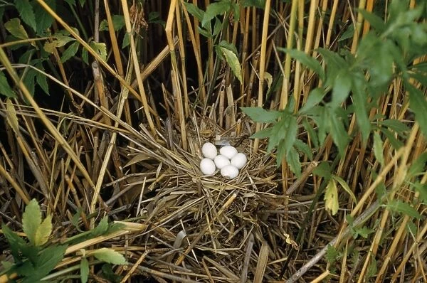 Little Bittern - nest with eggs - Hungary