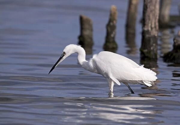 Little Egret - walking through shallow water looking for food - November - Poole - England