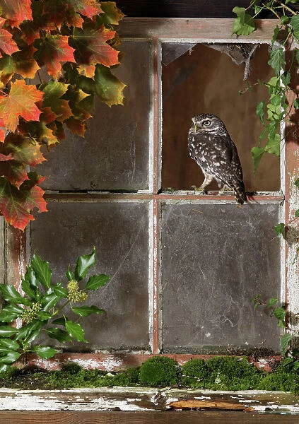 Little owl - looking out of barn window Bedfordshire UK 006412