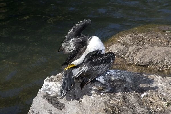 Little Pied Cormorant - gathers oil from its preen gland as it dries its wings after a fishing session. Cormorants do not have waterproof feathers and must oil them from the preen gland at the base of the tail after fishing