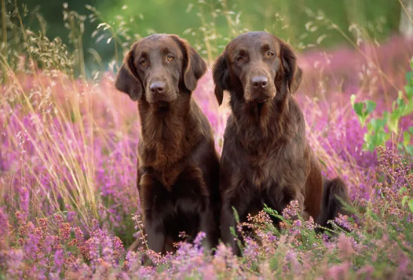 Liver Flat-coated Retriever Dogs