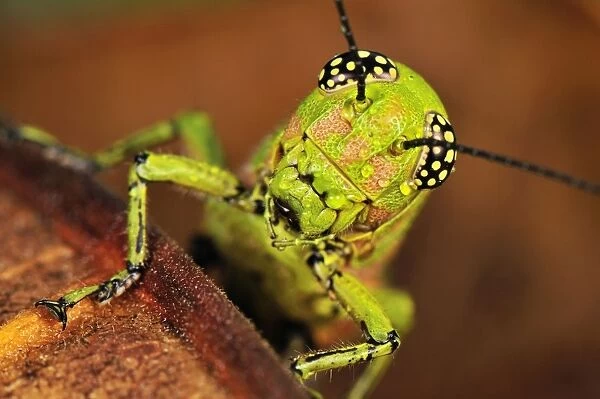 Locust - Masoala National Park - Madagascar