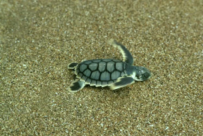 Framed Print : Loggerhead Turtle Hatchling Print, Mon Repos Beach, Australia Framed Print : Loggerhead Turtle Hatchling Print, Mon Repos Beach, Australia