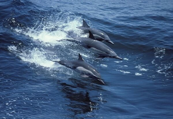 Long-beaked common dolphin Pacific Ocean, off Baja California