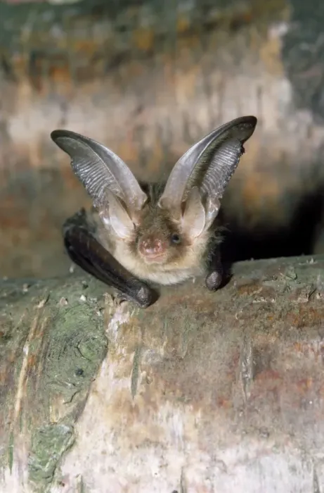Framed Print : Long-eared Bat Print (Plecotus auritus) Framed Print : Long-eared Bat Print (Plecotus auritus)