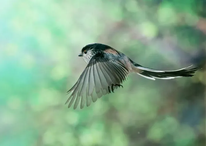 Framed Print : Long Tailed Tit in Flight Print Framed Print : Long Tailed Tit in Flight Print