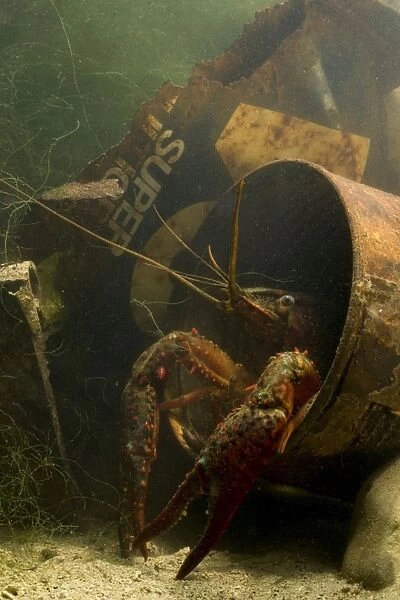 Lousiana Crayfish - in old drum underwater