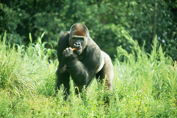 Lowland Gorilla CMB 83 Gorilla gorilla © Chris Martin Bahr  /  ARDEA LONDON