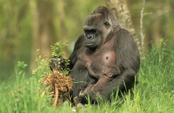 Lowland Gorilla - parent with young, feeding