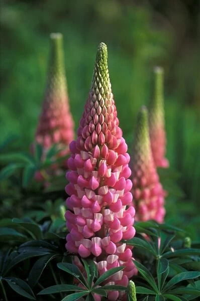 Lupins 'Le Chatelaine' - May Kent garden. UK