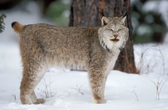Framed Print : Canadian Lynx Print Framed Print : Canadian Lynx Print