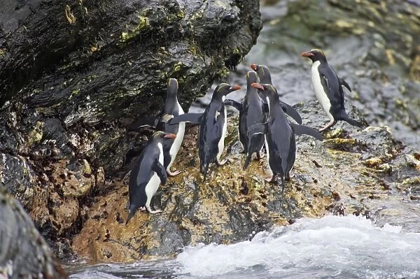 Macaroni Penguin - Climbing up rocks from sea Royal Bay, South Georgia BI007832. tif