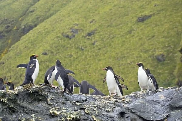 Macaroni Penguin - Group on rocks waiting to enter sea Royal Bay, South Georgia BI007868. tif