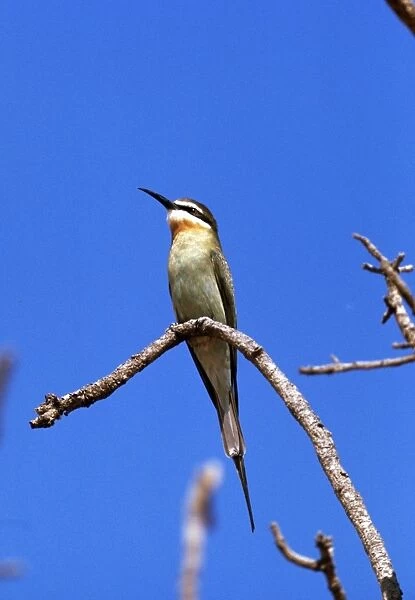 Madagascan Bee-eater
