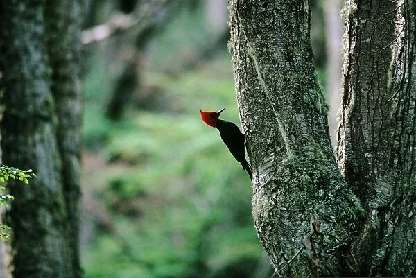 Magellanic Woodpecker - Argentina