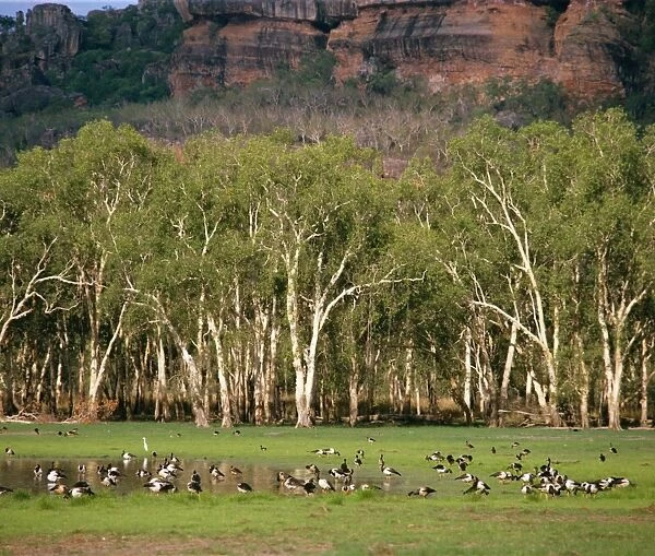 Magpie Geese - Kakadu National Park (World Heritage Area) - Northern Territory, Australia JPF24097