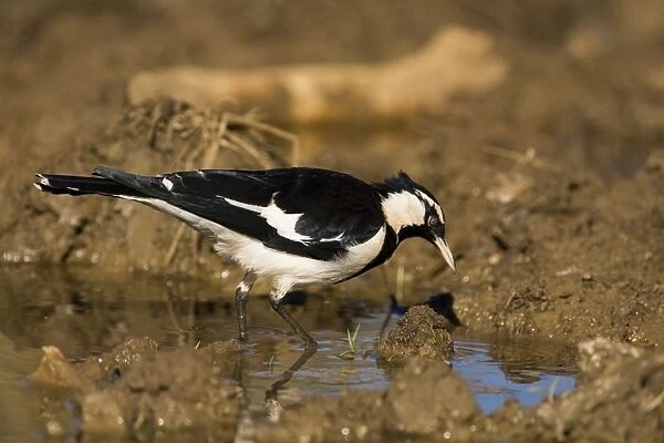 Magpie-lark Male at overflowing cattle trough, Gibb River Road, Kimberley, Western Australia. One of the most common birds in Australia, found in most habitats from cities to the outback