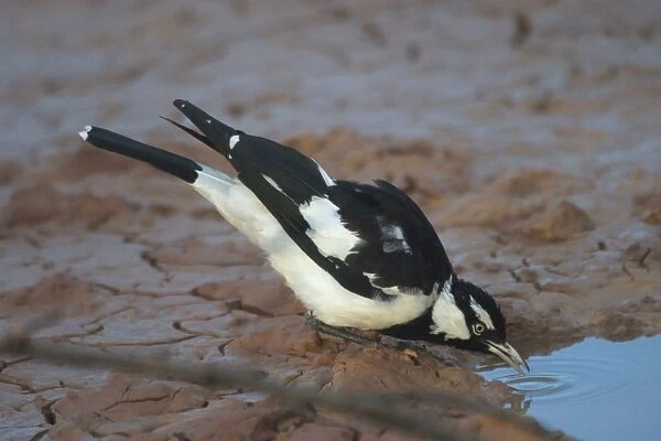 Magpie-lark - male. Popularly known as Pee-wee and Mudlark, but DNA testing has shown it to be a large Monarch Flycatcher. At Lajamanu, an aboriginal settlement on the northern edge of the Tanami Desert, Northern Territory, Australia